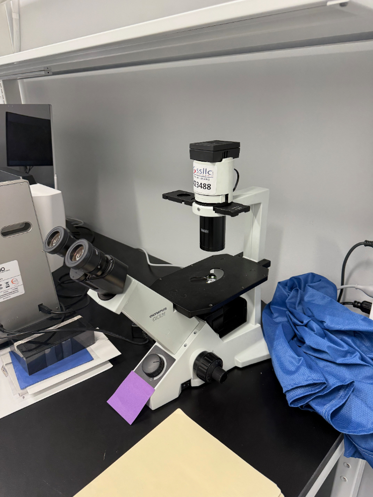 Image of Olympus CKX 31 Microscope